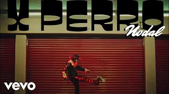 foto ⁠⁠X PERRO